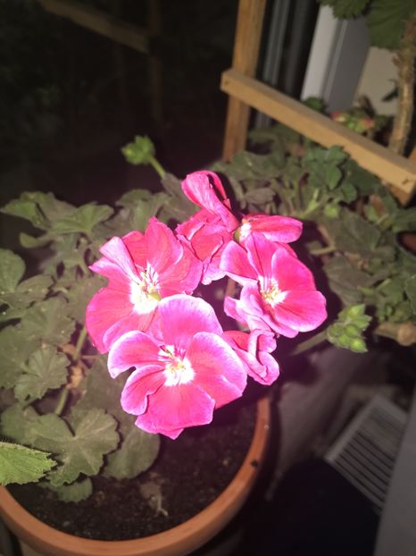 A3609942-91ED-4188-B288-08B1E71681BA - Muscate