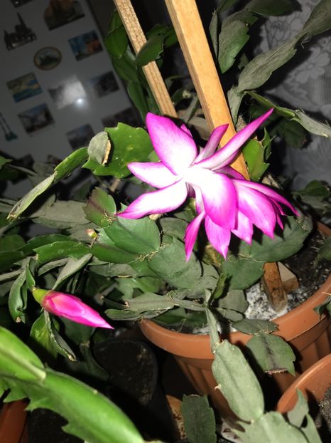  - Schlumbergera