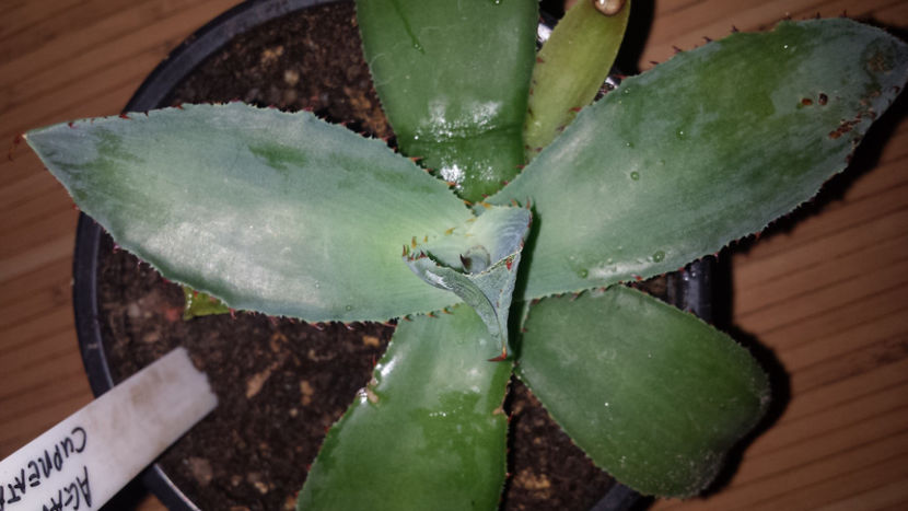 Agave Cupreata - Agave Cupreata