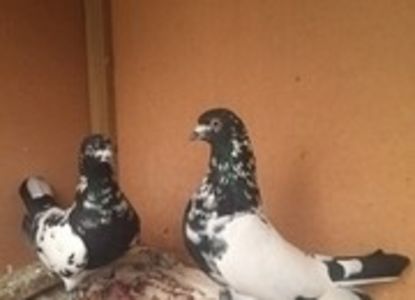 586772_pakistani-high-flyer-pigeons-for-sale_hp_1509252570 - tipleri pakistanezi