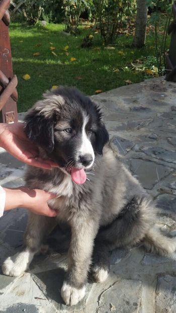 29.10.2017 - MARA DE CROITORU