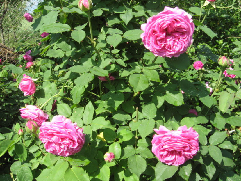 Picture 8132 - Trandafiri de dulceata