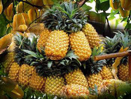 ananas- 2 poze Demi Lovato - Magazin Fructe si legume