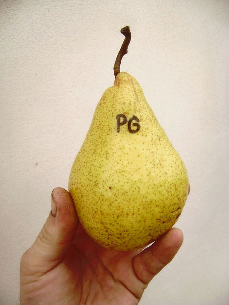 Par Pergamut de iarnă - Par Pergamut de iarnă