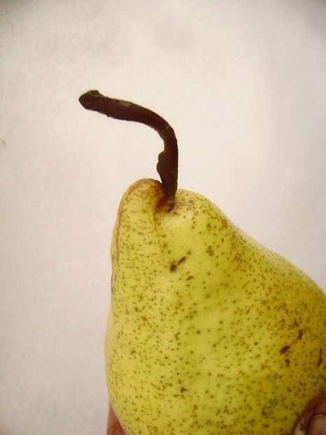 Par Pergamut de iarnă 3 - Par Pergamut de iarnă