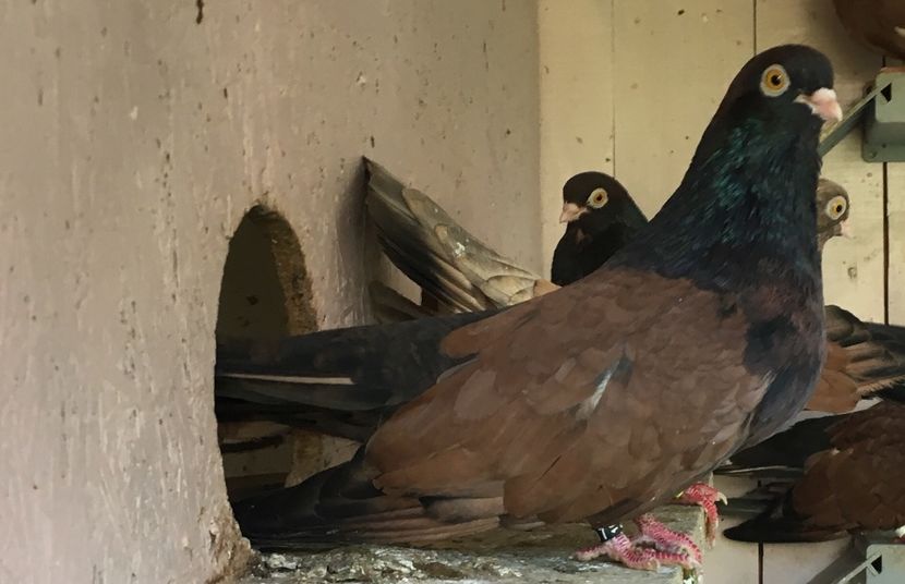 27213D5D-ABFA-49E2-9330-3285786B5325 - Orbeteni 2017