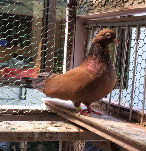 5951A154-19F7-4459-9B6B-F05EF31391A7 - Orbeteni 2017