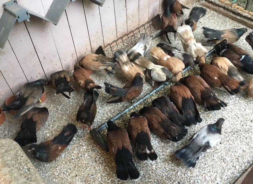 BB3200E0-8817-4DA7-8652-878D87C5A47B - Orbeteni 2017