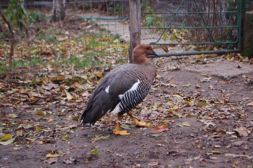  - Gaste Magellan - Chloephaga picta