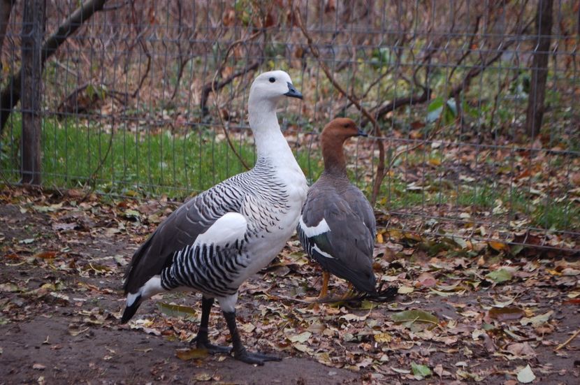  - Gaste Magellan - Chloephaga picta