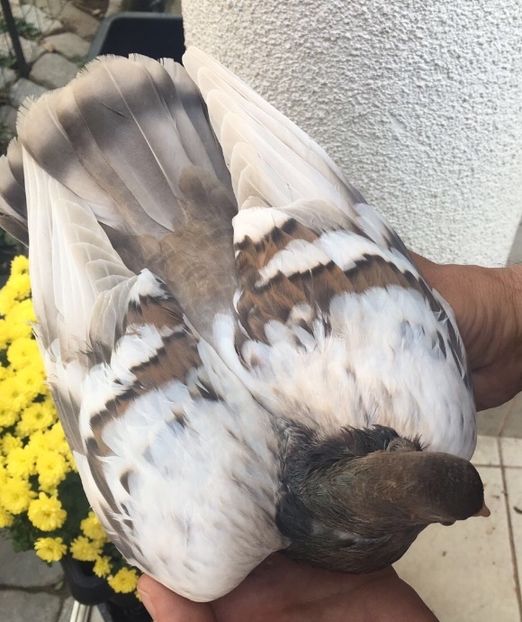 C9FB2D57-755B-4DCC-9905-26541E7DDA50 - Zburator Dungat Romanesc 2017