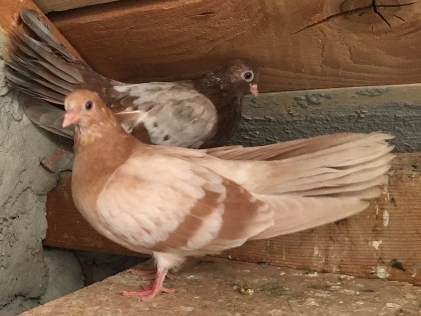 17A9A6EC-3E8D-41EA-A84E-96B79ED3DEFD - Zburator Dungat Romanesc 2017