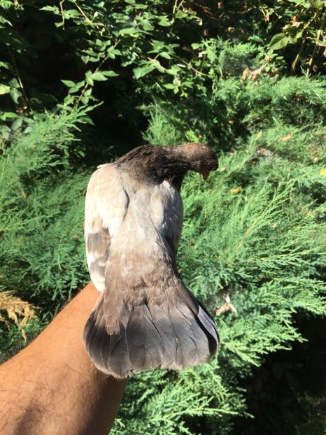 6563084F-0042-458B-857A-6B7287408FC4 - Tineret Panduri 2017