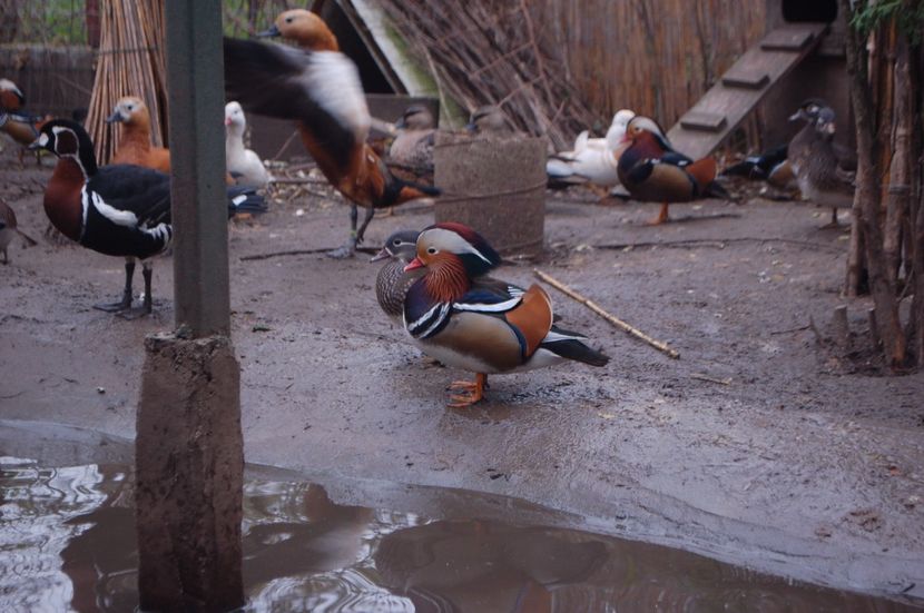  - Rata Mandarin - Aix galericulata