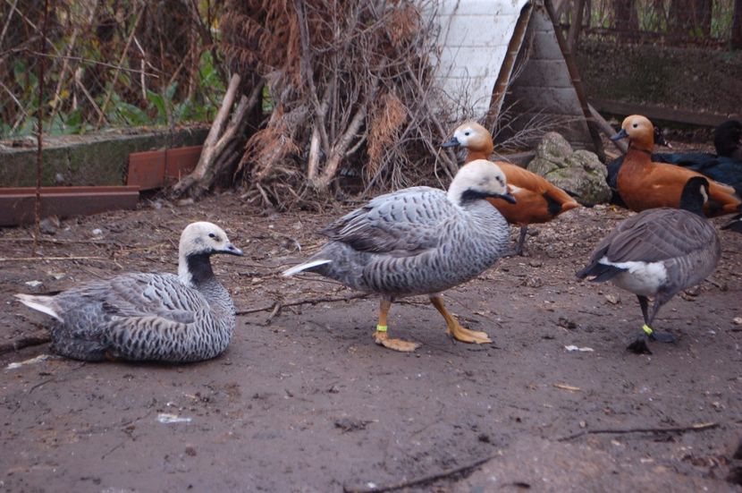  - Gaste Imperiale - Anser canagica