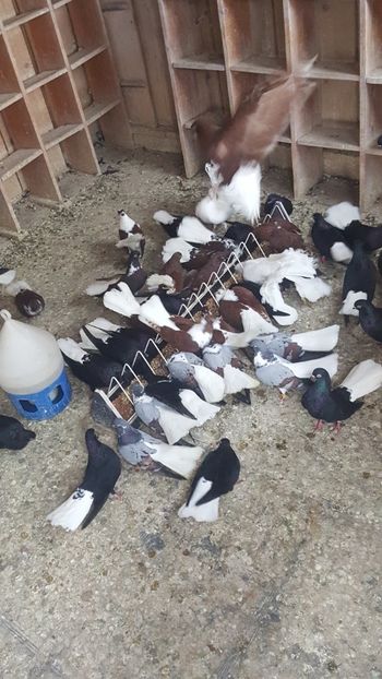  - Porumbei ornament 2017