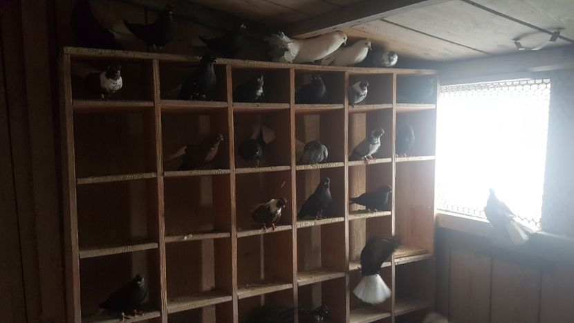  - Porumbei ornament 2017