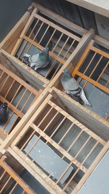  - Porumbei Viorii 2017