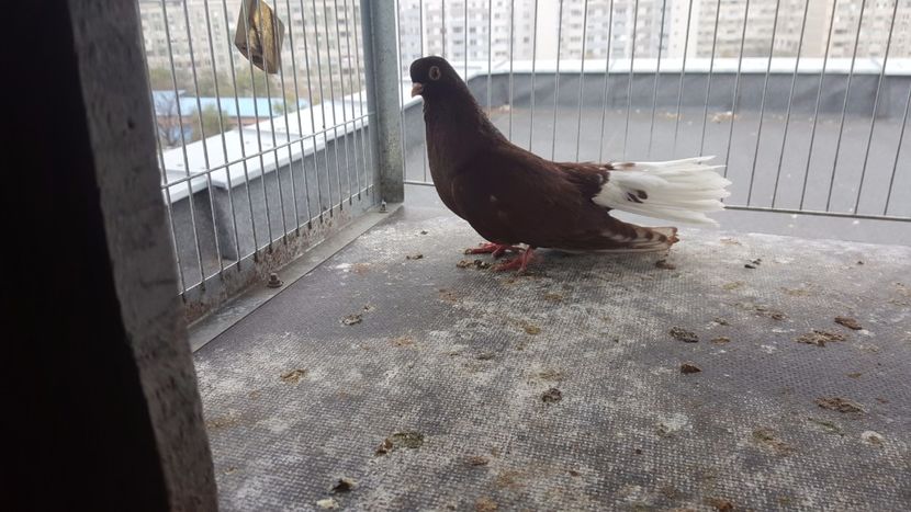 IMG-20171108-WA0005 - Porumbei Visinii 2017