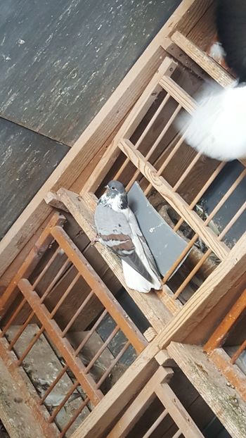  - Porumbei Vargati 2017