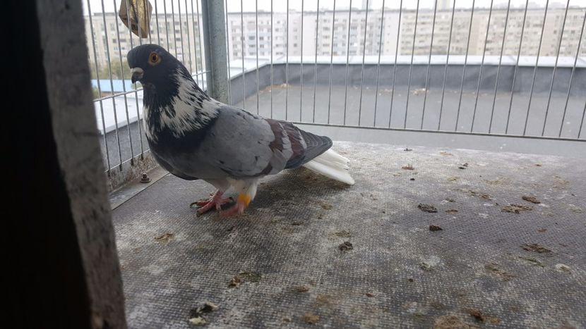 IMG-20171108-WA0013 - Porumbei Vargati 2017