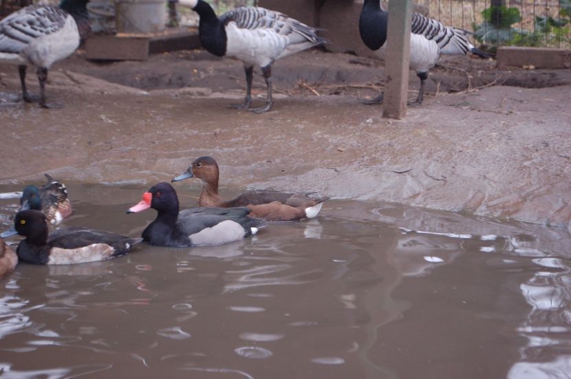  - Rata Peposaca - Netta peposaca
