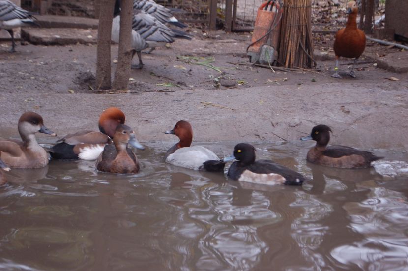  - Rata cu cap castaniu - Aythya ferina