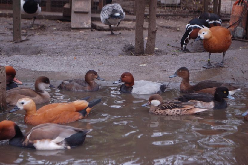  - Rata cu cap castaniu - Aythya ferina