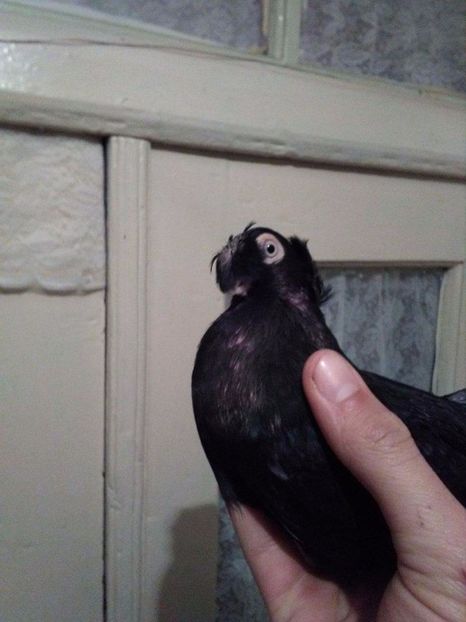 received_2057510517810433 - Dublu moțați de calarasi