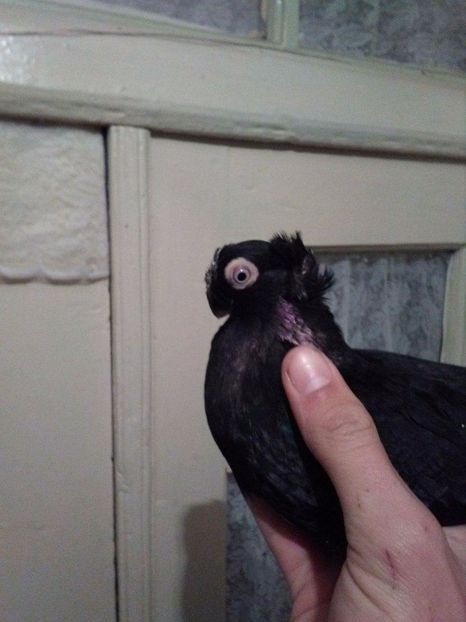 received_2057510554477096 - Dublu moțați de calarasi