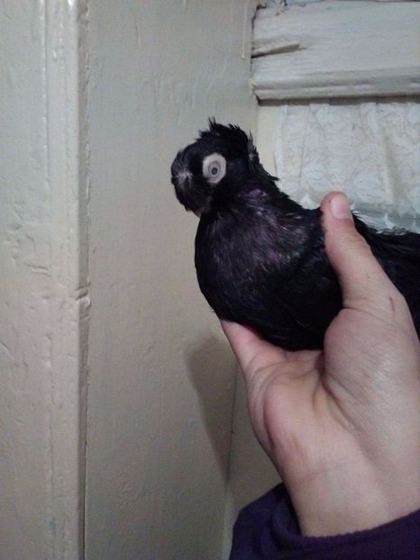 received_2057508984477253 - Dublu moțați de calarasi