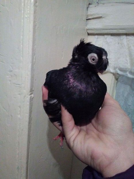 received_2057508997810585 - Dublu moțați de calarasi