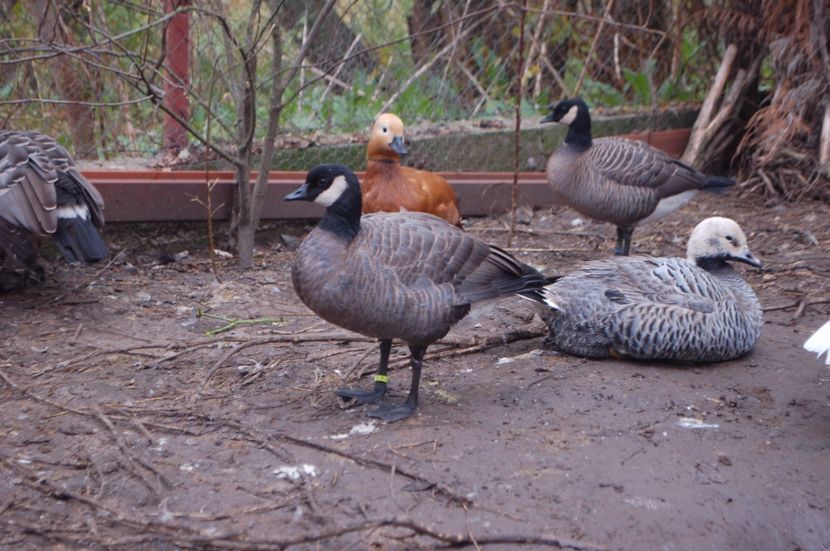  - Gaste Canadiene pitice -Branta canadensis minima