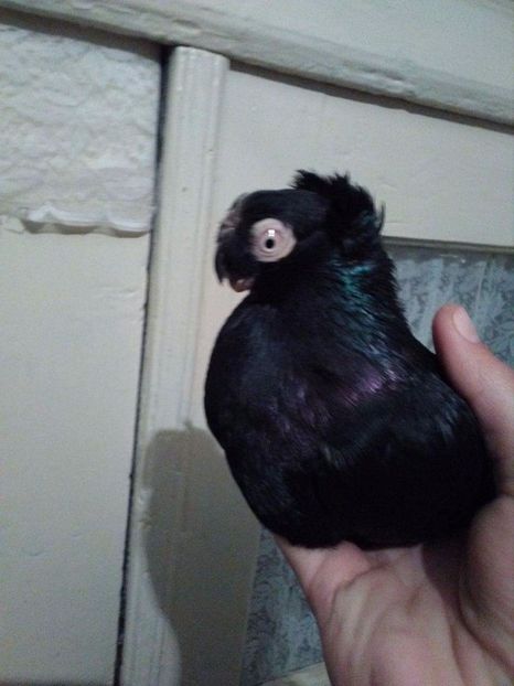 received_2057509114477240 - Dublu moțați de calarasi