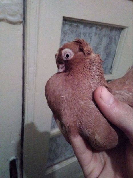 received_2057509021143916 - Dublu moțați de calarasi