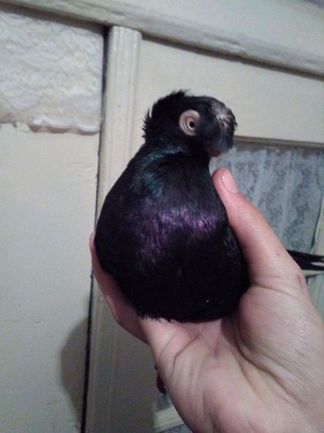 received_2057509144477237 - Dublu moțați de calarasi