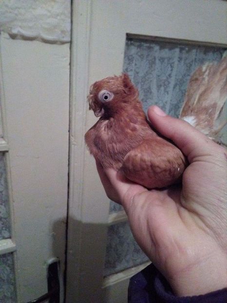 received_2057509281143890 - Dublu moțați de calarasi