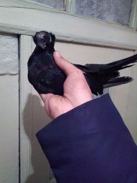 received_2057509104477241 - Dublu moțați de calarasi