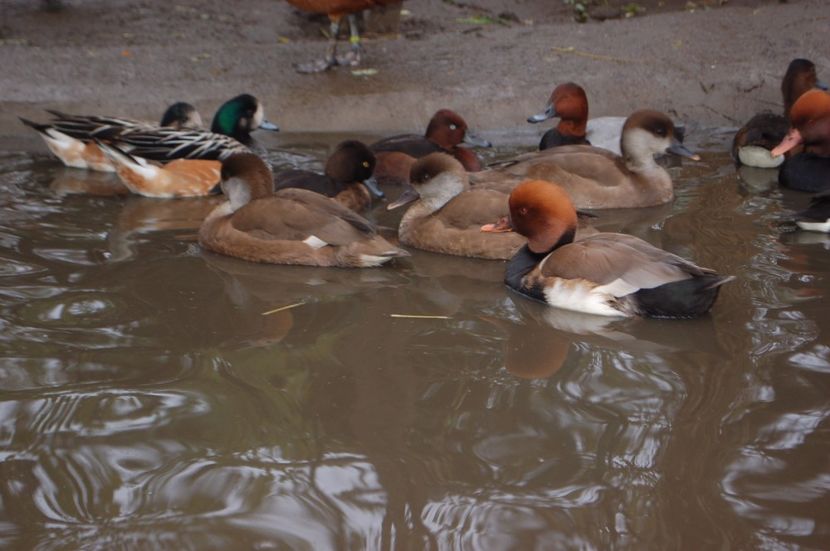  - Rata cu ciuf - Netta rufina