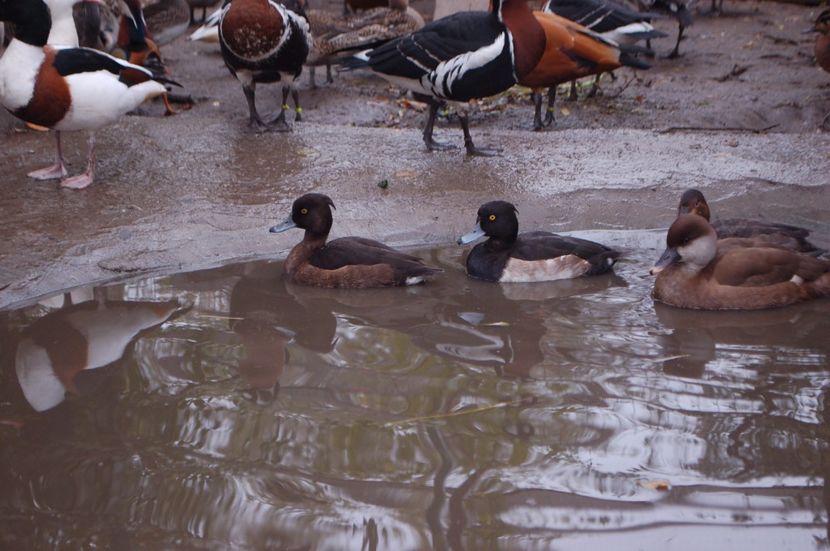  - Rata cu mot - Aythya fuligula