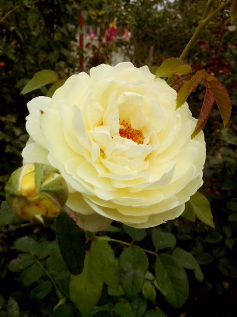 clair austin - 0 TRANDAFIRI 2017