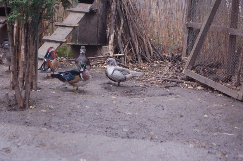  - Rata carolina argintie