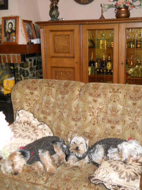  - animalutele mele