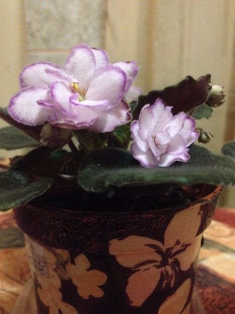 image - violete