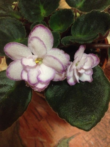image - violete
