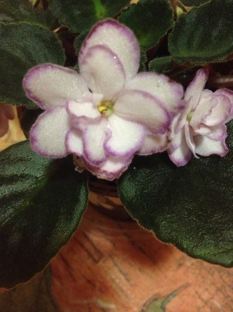 image - violete