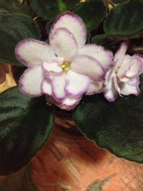 image - violete