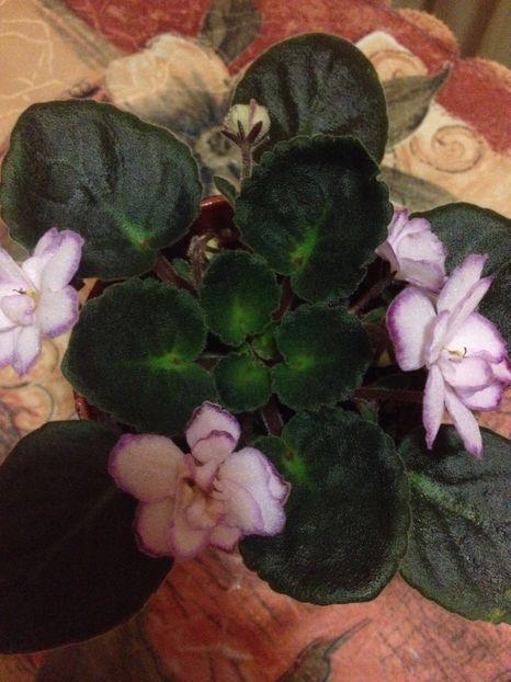 image - violete