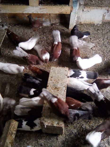  - Zburător CIUNGI DE PLOIESTI