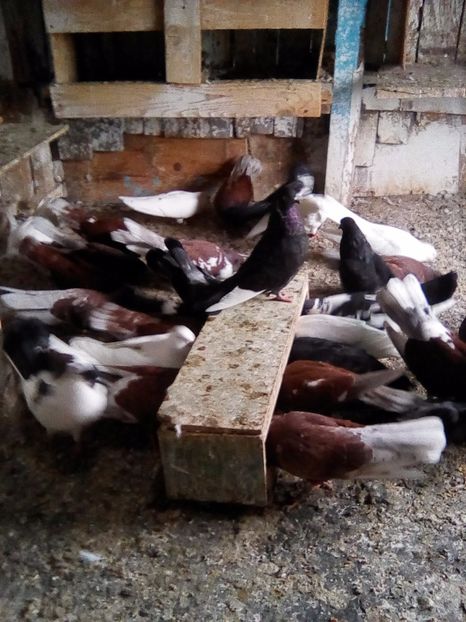  - Zburător CIUNGI DE PLOIESTI